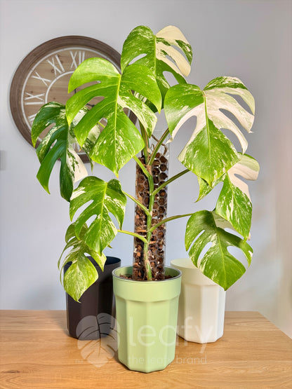 The Ultimate Clear Pot – Type II