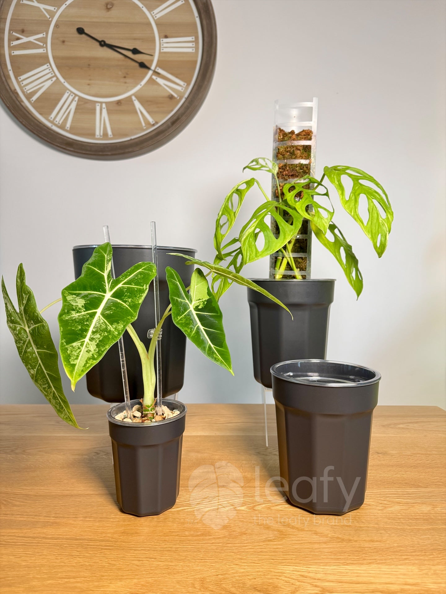 The Ultimate Clear Pot – Type II