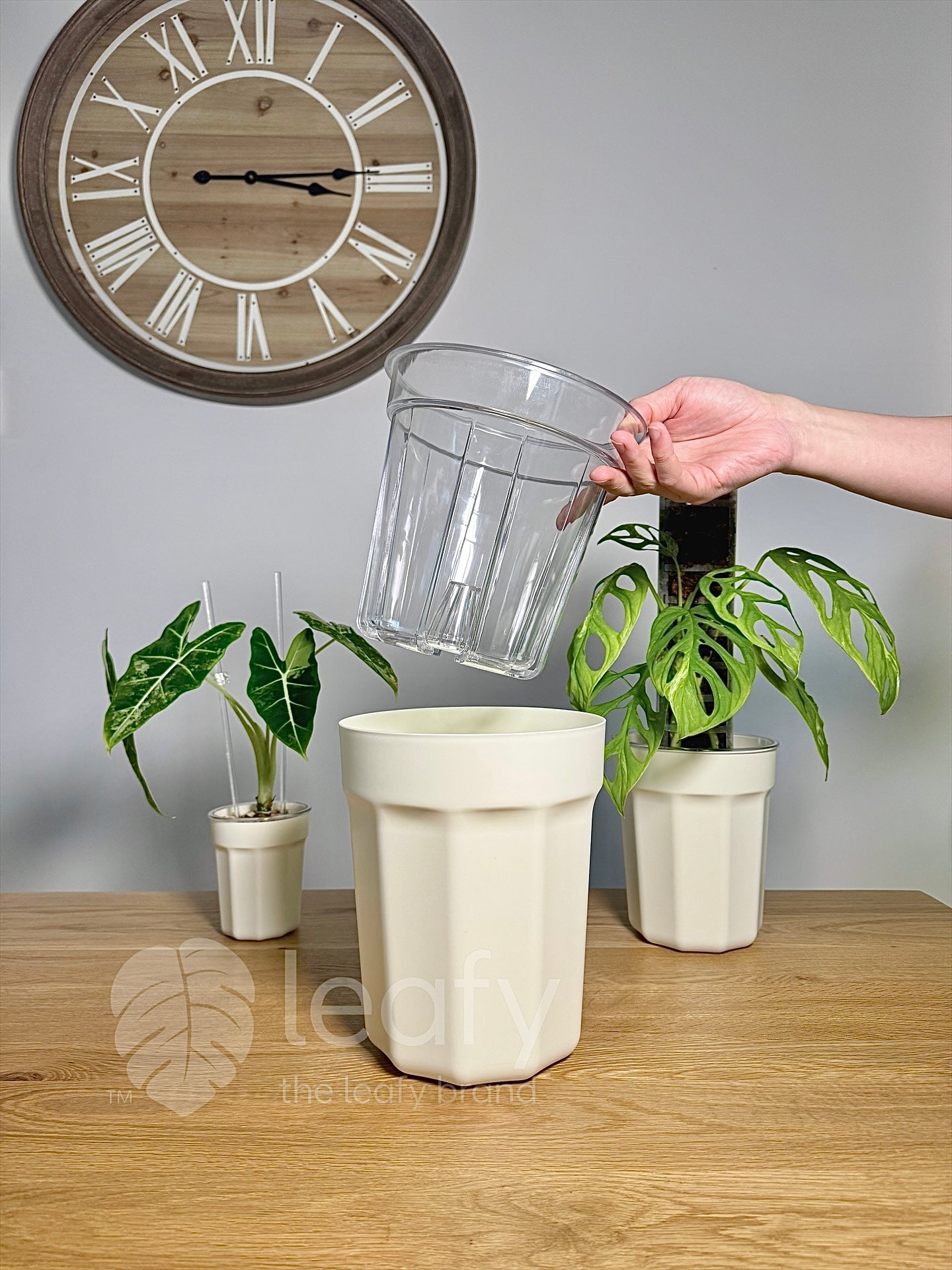 large clear plant pot The Ultimate Clear Pot – Type II – The Leafy Brand