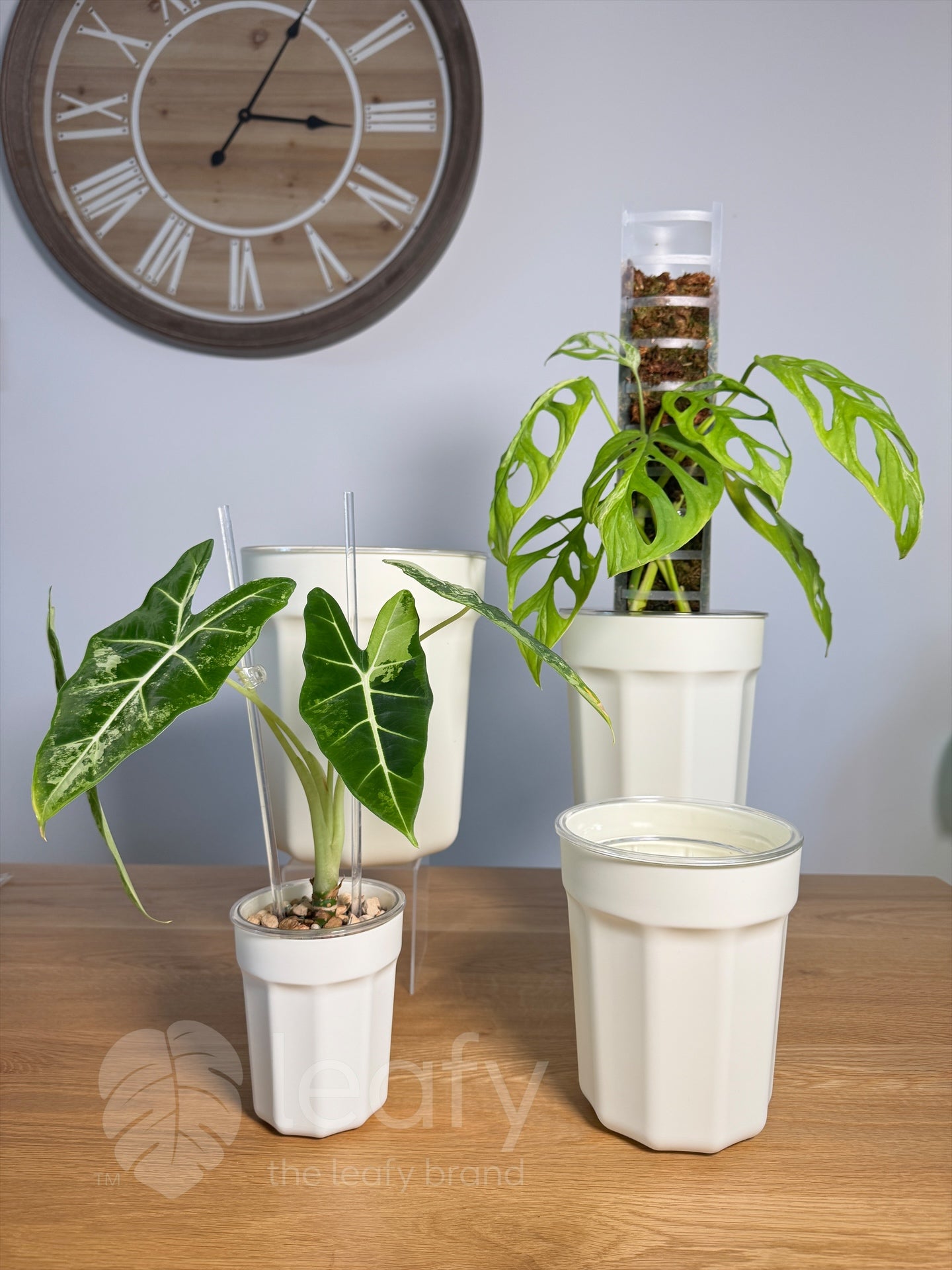 The Ultimate Clear Pot – Type II