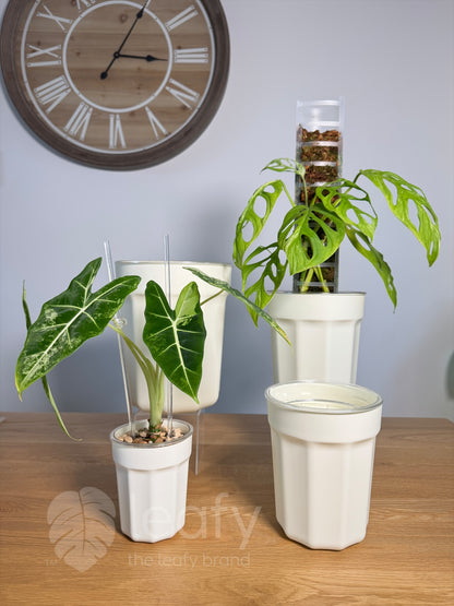 The Ultimate Clear Pot – Type II