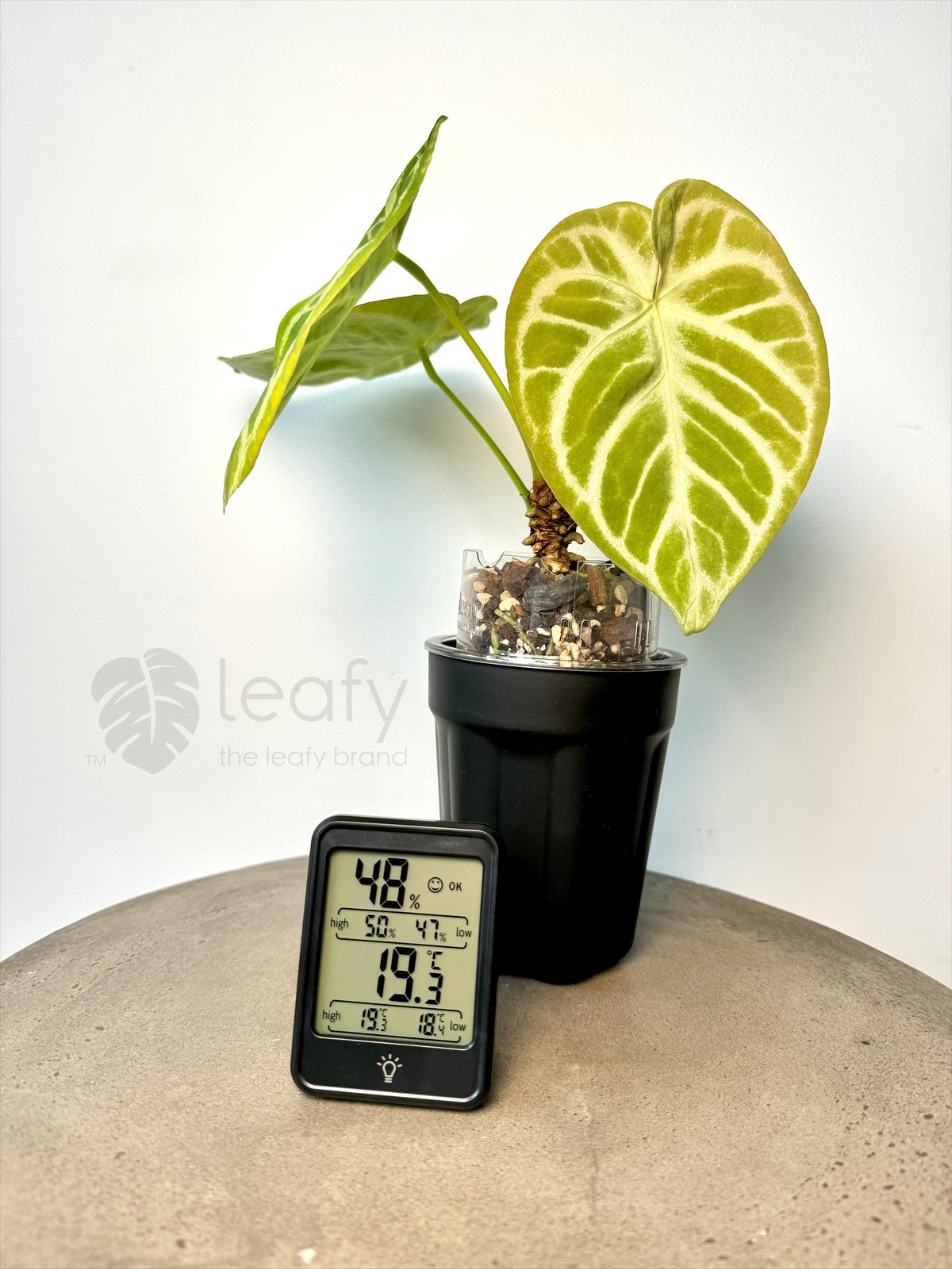 leafy™ Digital Indoor Temperature & Humidity Meter