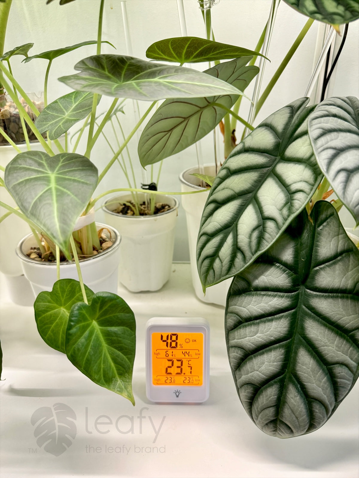 leafy™ Digital Indoor Temperature & Humidity Meter