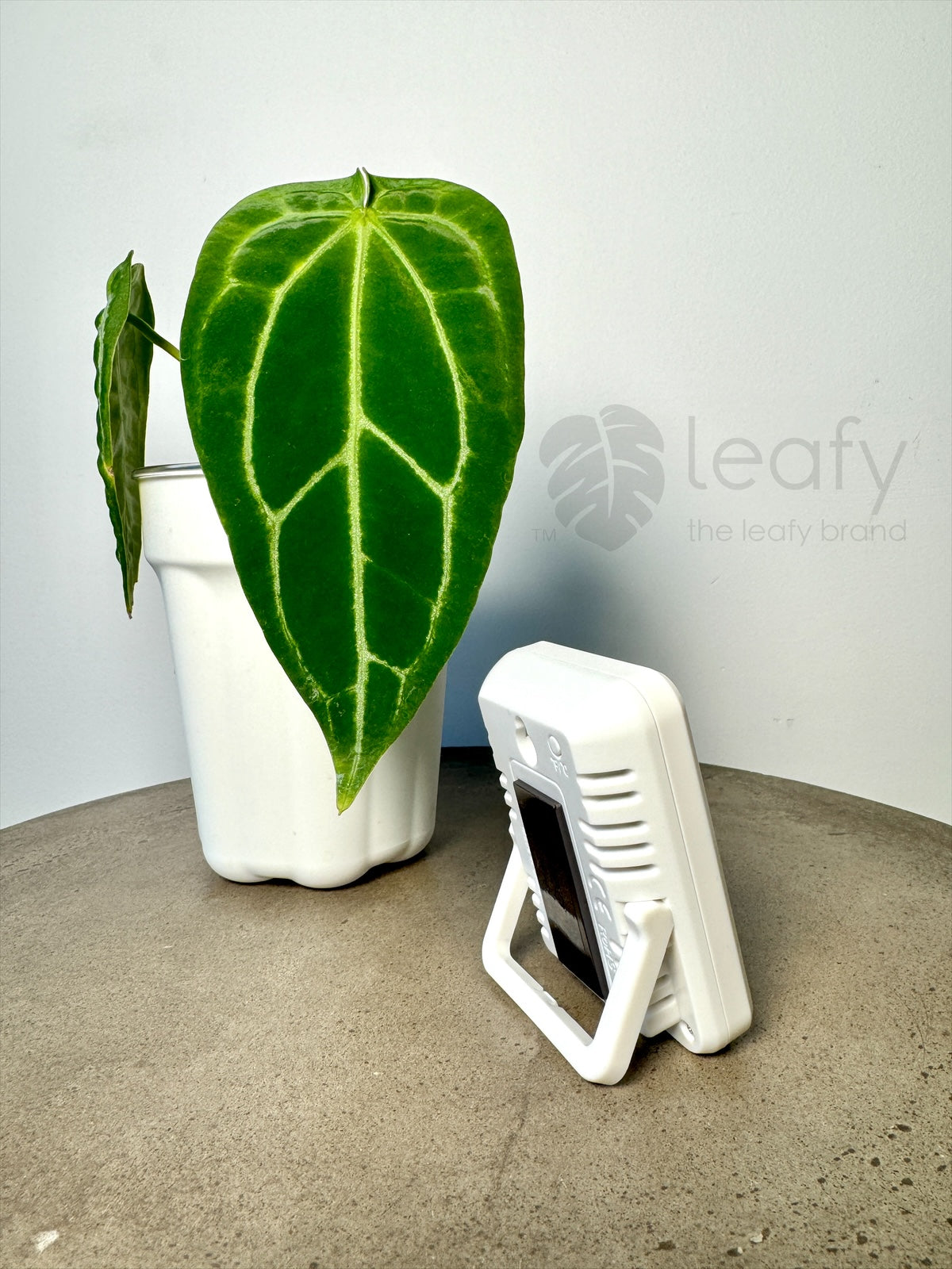 leafy™ Digital Indoor Temperature & Humidity Meter