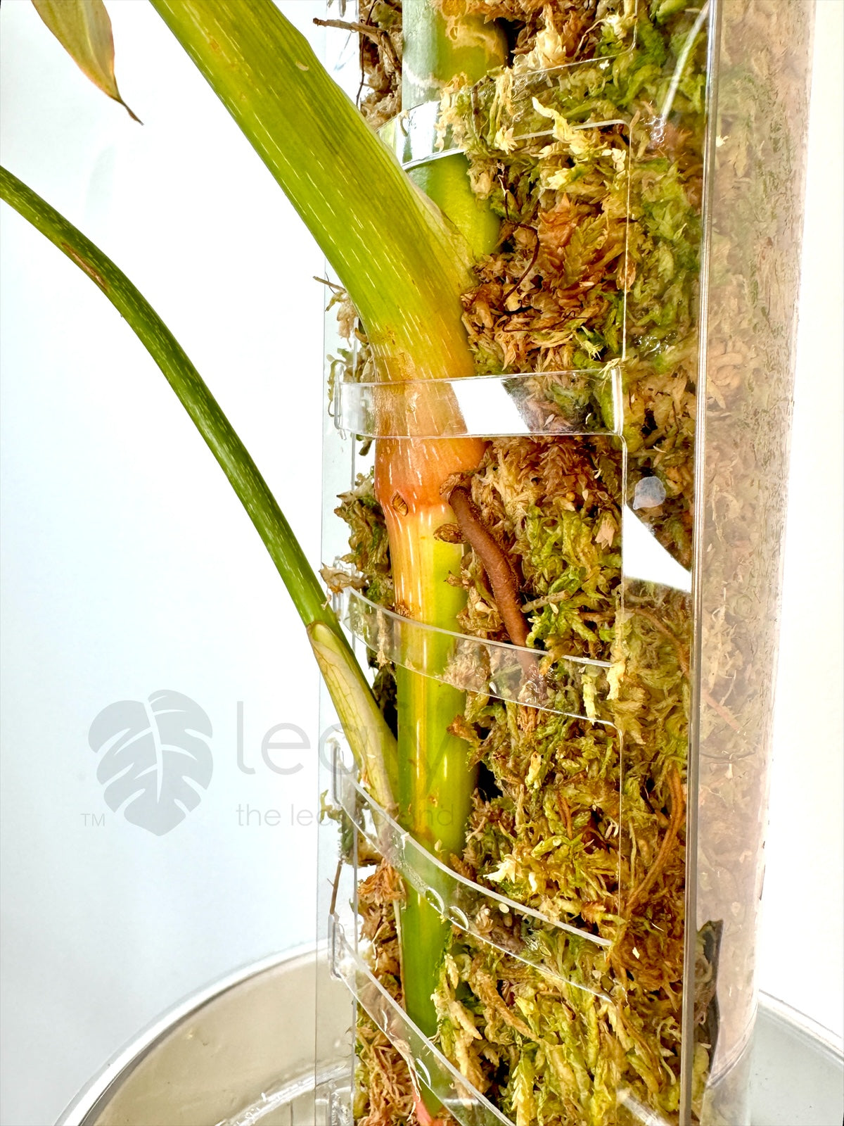 bamboo moss pole leafy™ Moss Pole 3.0 (NEW)