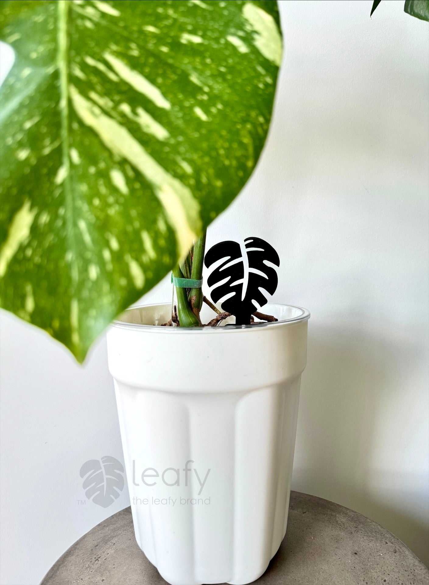 leafy™ Monstera Shape Sticky Traps