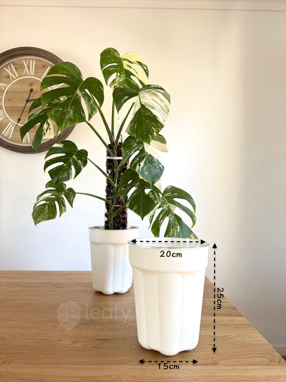 The Ultimate Clear Pot