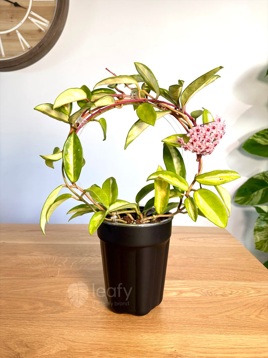 leafy™ Acrylic Round Trellis