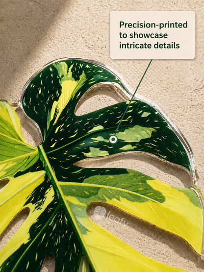 Monstera Deliciosa Collector’s Series Fridge Magnets