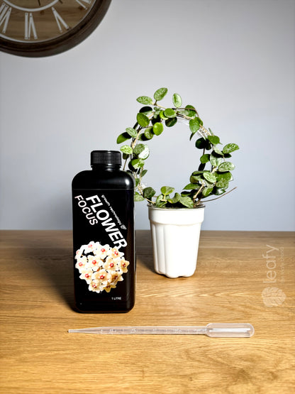 GT - Flower Focus