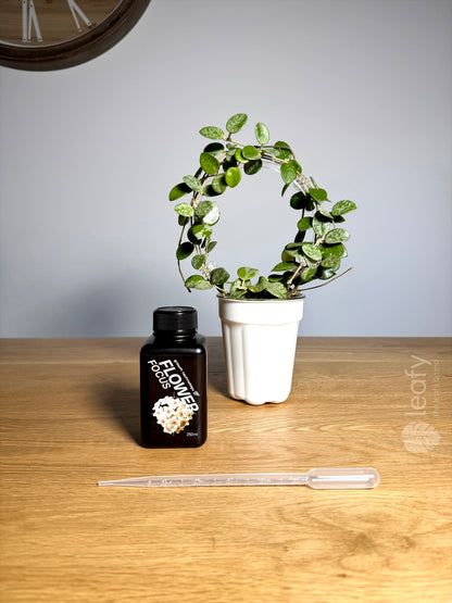 GT - Flower Focus