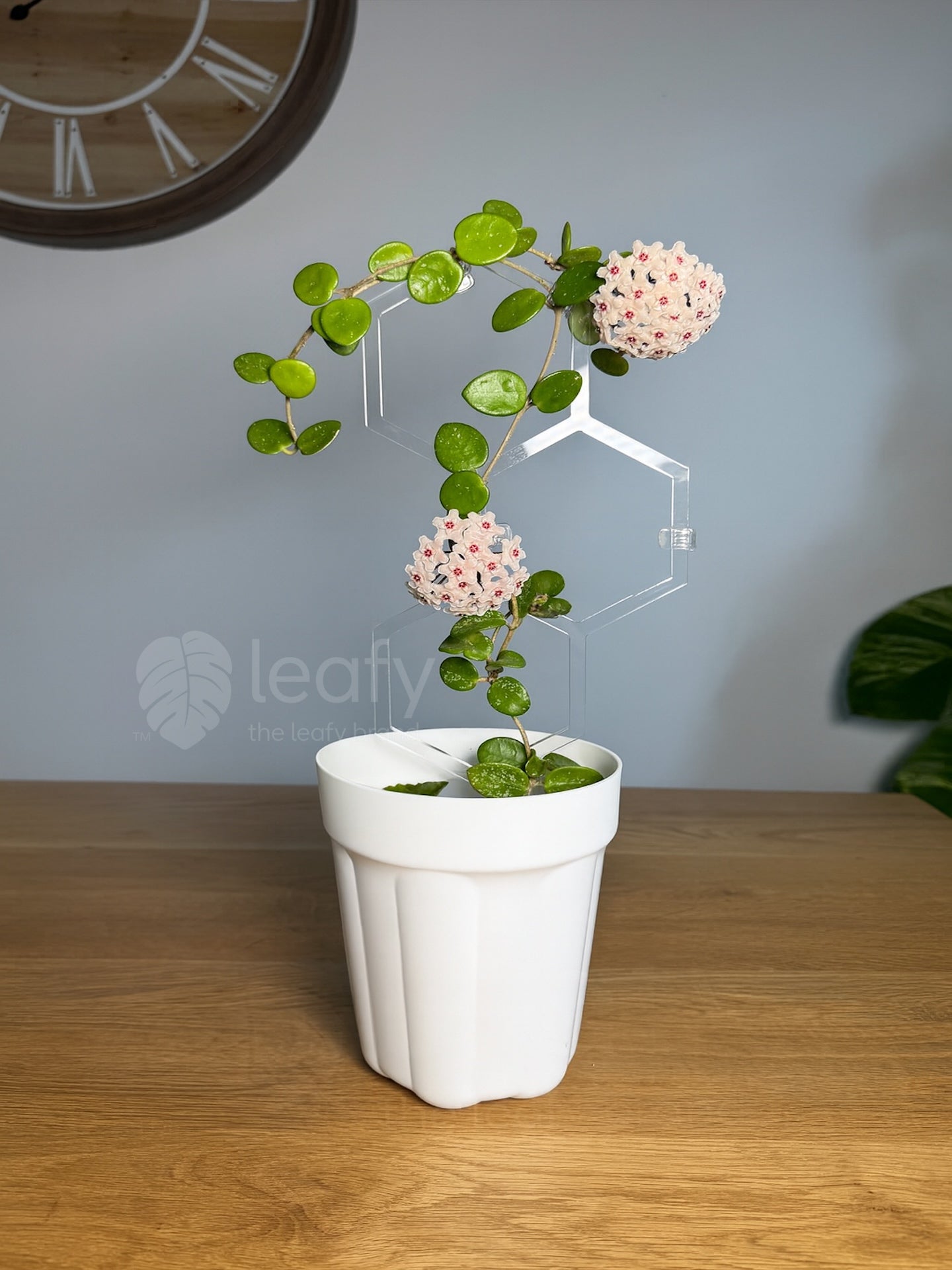 leafy™ Honeycomb Trellis - Type II